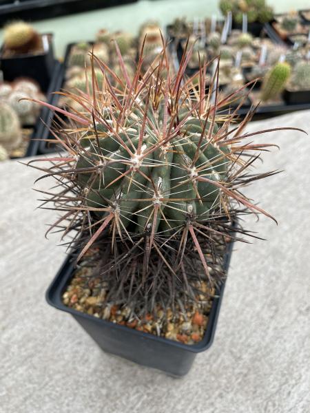 Ferocactus fordii